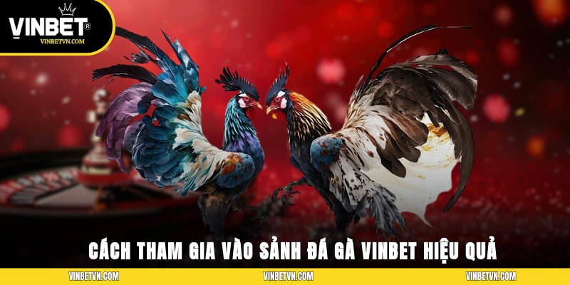 Cách tham gia vào sảnh đá gà Vinbet hiệu quả