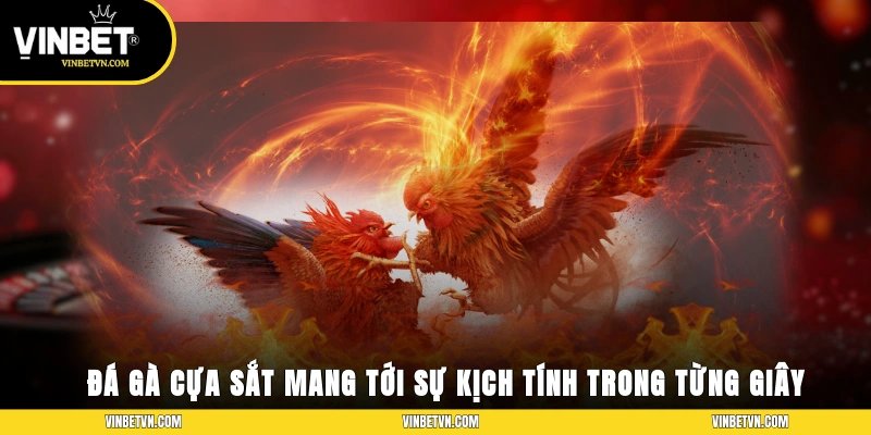 Đá gà cựa sắt mang tới sự kịch tính trong từng giây thi đấu