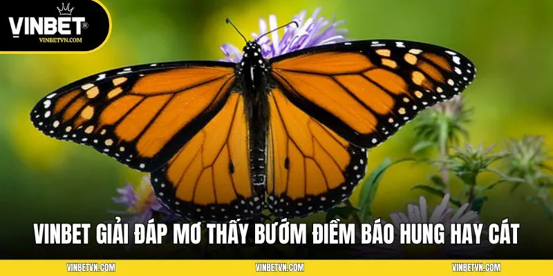 Vinbet giải mã giấc mơ thấy bướm và con số may mắn